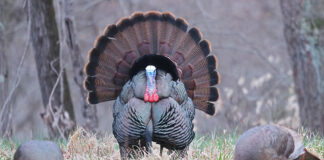 The return of Big Bird turkey tom