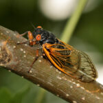 Cicadas will emerge this spring in southwest Ohio cicada
