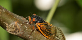 Cicadas will emerge this spring in southwest Ohio cicada