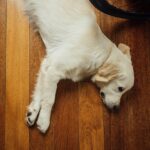 Landslide dog on wood floor