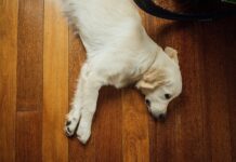 Landslide dog on wood floor