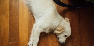 Landslide dog on wood floor