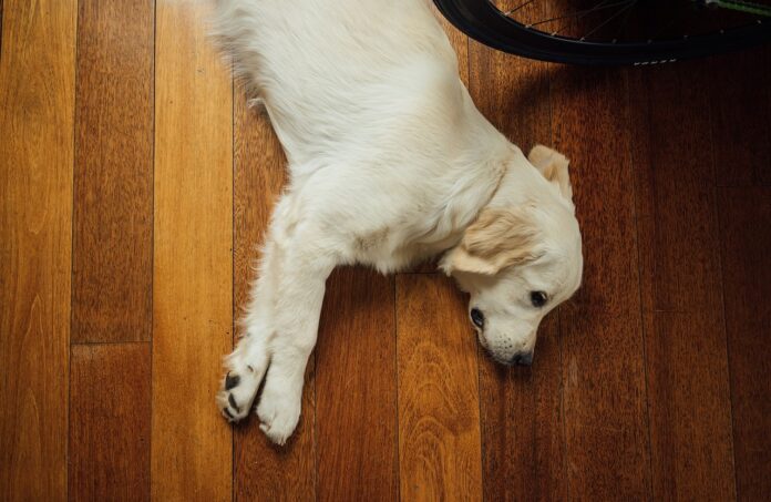 dog on wood floor