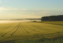 The rural version of the Golden Rule farm fog