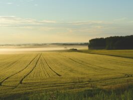 Farmers and ranchers are major SNAP beneficiaries, too farm fog
