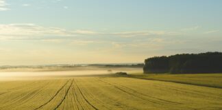 The rural version of the Golden Rule farm fog