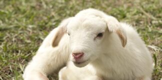 Time with little ones is worth it lamb