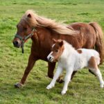 The wonders of farm life are better than candy for grandkids ponies