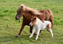 The wonders of farm life are better than candy for grandkids ponies