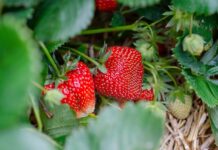 Ohio State conducting strawberry fungal disease research strawberry plant