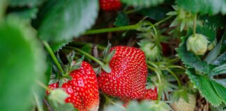 Ohio State conducting strawberry fungal disease research strawberry plant