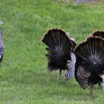 Turkey reaping turkey butts