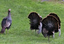 Turkey reaping turkey butts