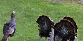 Turkey reaping turkey butts