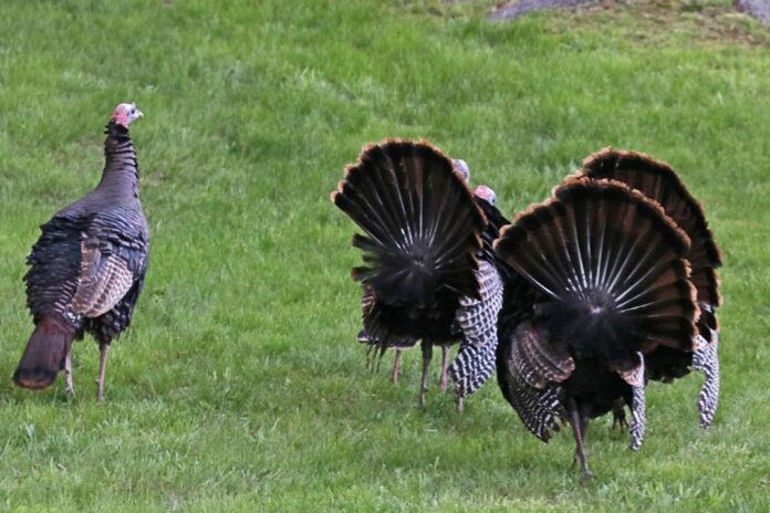 turkey butts turkey butts