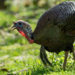 Ohio’s spring wild turkey hunting seasons open wild turkey
