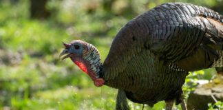 Ohio’s spring wild turkey hunting seasons open wild turkey
