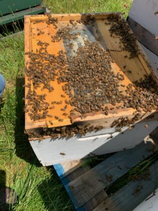 Double screen w notched entrance