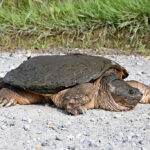 Egg-laying season for snapping turtles is upon us a behemoth femal