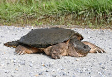 Egg-laying season for snapping turtles is upon us a behemoth femal