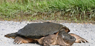 Egg-laying season for snapping turtles is upon us a behemoth femal