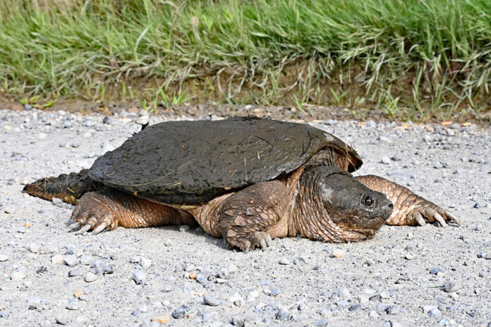 a behemoth femal a behemoth femal