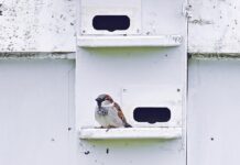 House sparrows: Cold-blooded killers house sparrow