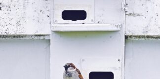 House sparrows: Cold-blooded killers house sparrow