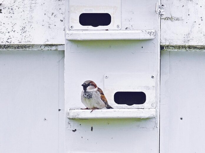 house sparrow house sparrow