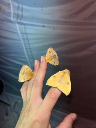 Io moths