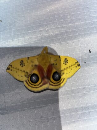 Io moth