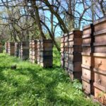 Latshaw Apiaries