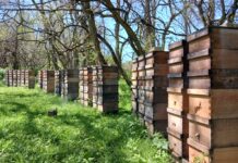AI, artificial intelligence or artificial insemination? Latshaw Apiaries