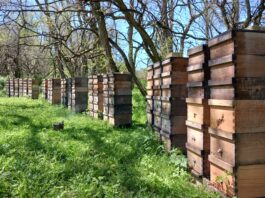 AI, artificial intelligence or artificial insemination? Latshaw Apiaries