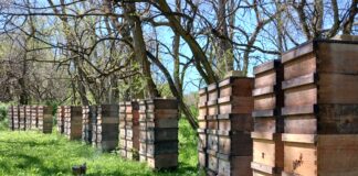 AI, artificial intelligence or artificial insemination? Latshaw Apiaries