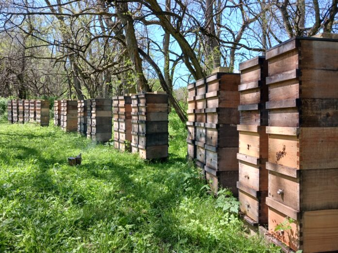 Latshaw Apiaries Latshaw Apiaries