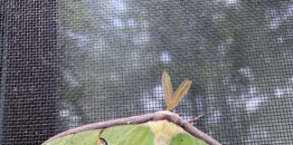 Nighttime porch lights hurt moths Luna Moth