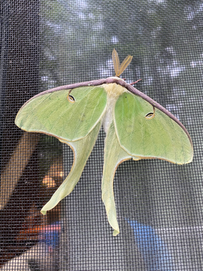 Luna Moth Luna Moth