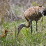 H2Ohio wetland restoration project benefits farms and birds Sandhill Crane and colt