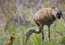 H2Ohio wetland restoration project benefits farms and birds Sandhill Crane and colt