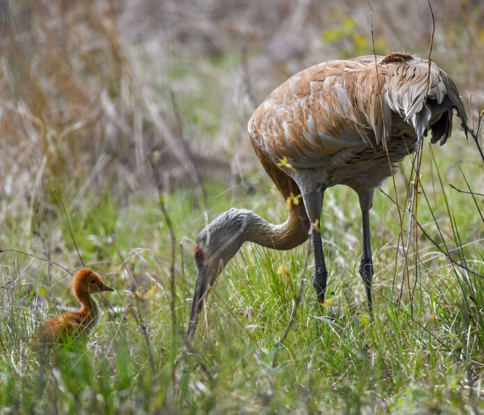 Sandhill Crane and colt