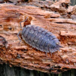 Sowbugs and brick walls Sowbug