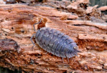 Sowbugs and brick walls Sowbug