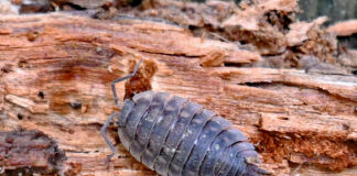 Sowbugs and brick walls Sowbug