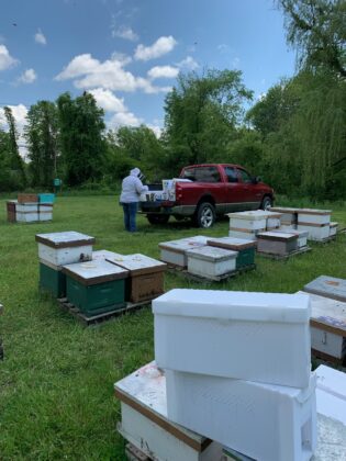 apiary