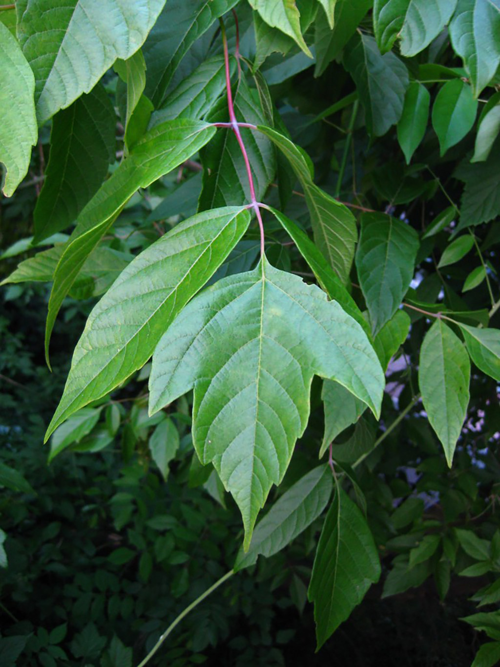 boxelder leaves