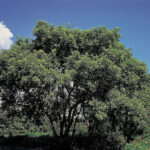 Benefits of dying young: Ask the boxelder boxelder