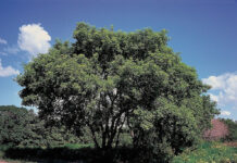 Benefits of dying young: Ask the boxelder boxelder