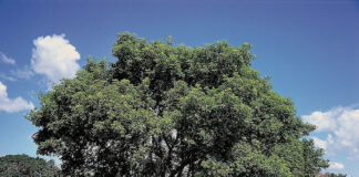 Benefits of dying young: Ask the boxelder boxelder