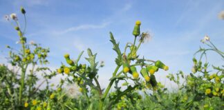 Strategies for managing weeds and restoring pastures after drought common groundsel